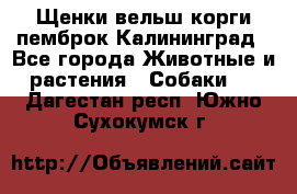 Щенки вельш корги пемброк Калининград - Все города Животные и растения » Собаки   . Дагестан респ.,Южно-Сухокумск г.